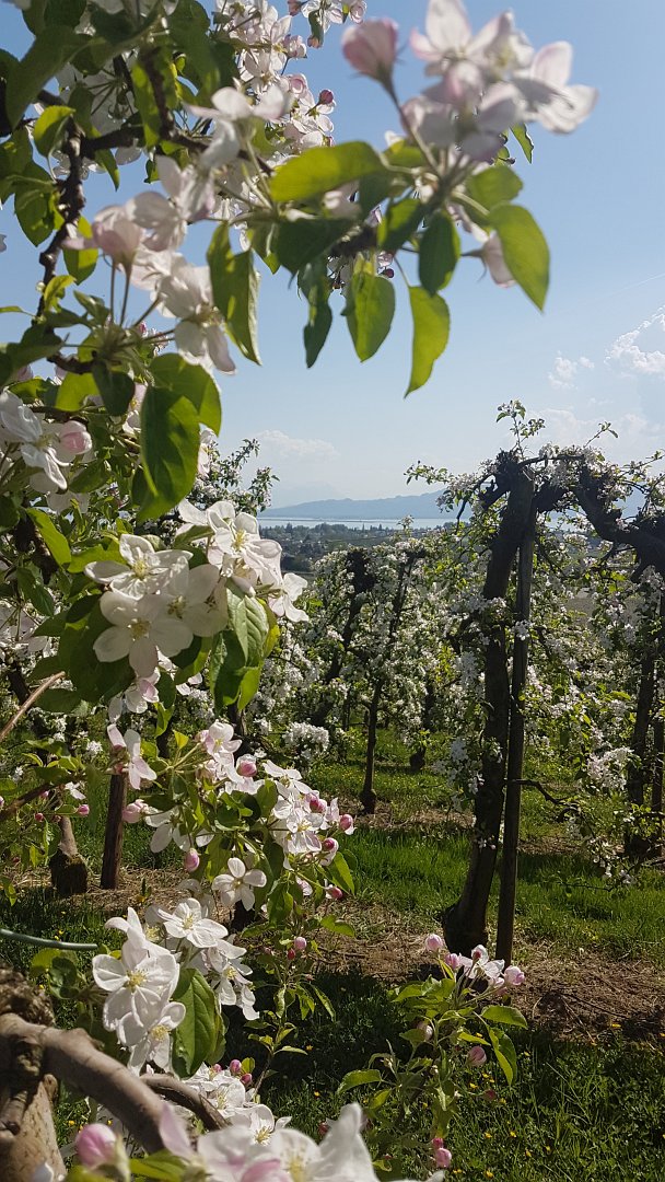 Bodensee Impression 4